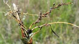 Image de Schizachyrium rhizomatum (Swallen) Gould