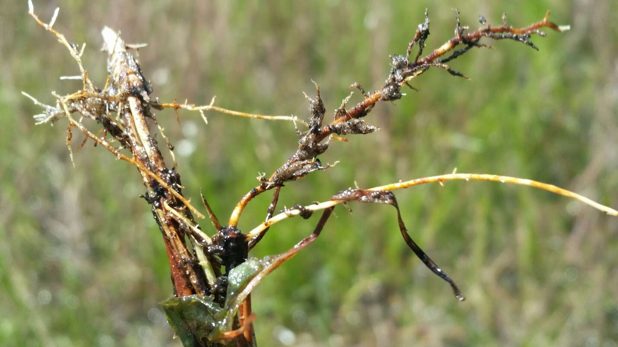 Image de Schizachyrium rhizomatum (Swallen) Gould