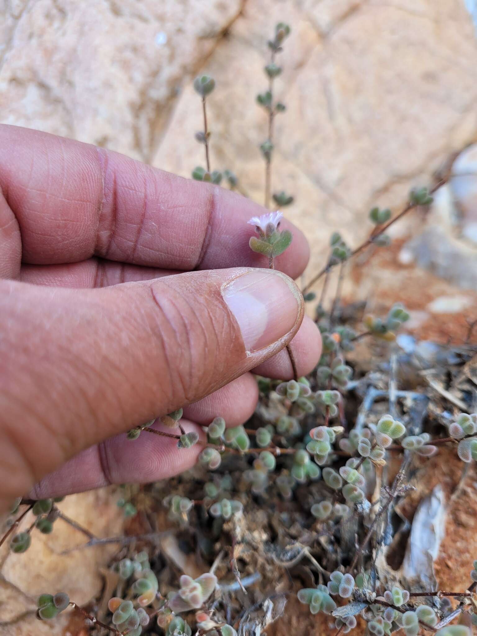 Imagem de Drosanthemum curtophyllum L. Bol.