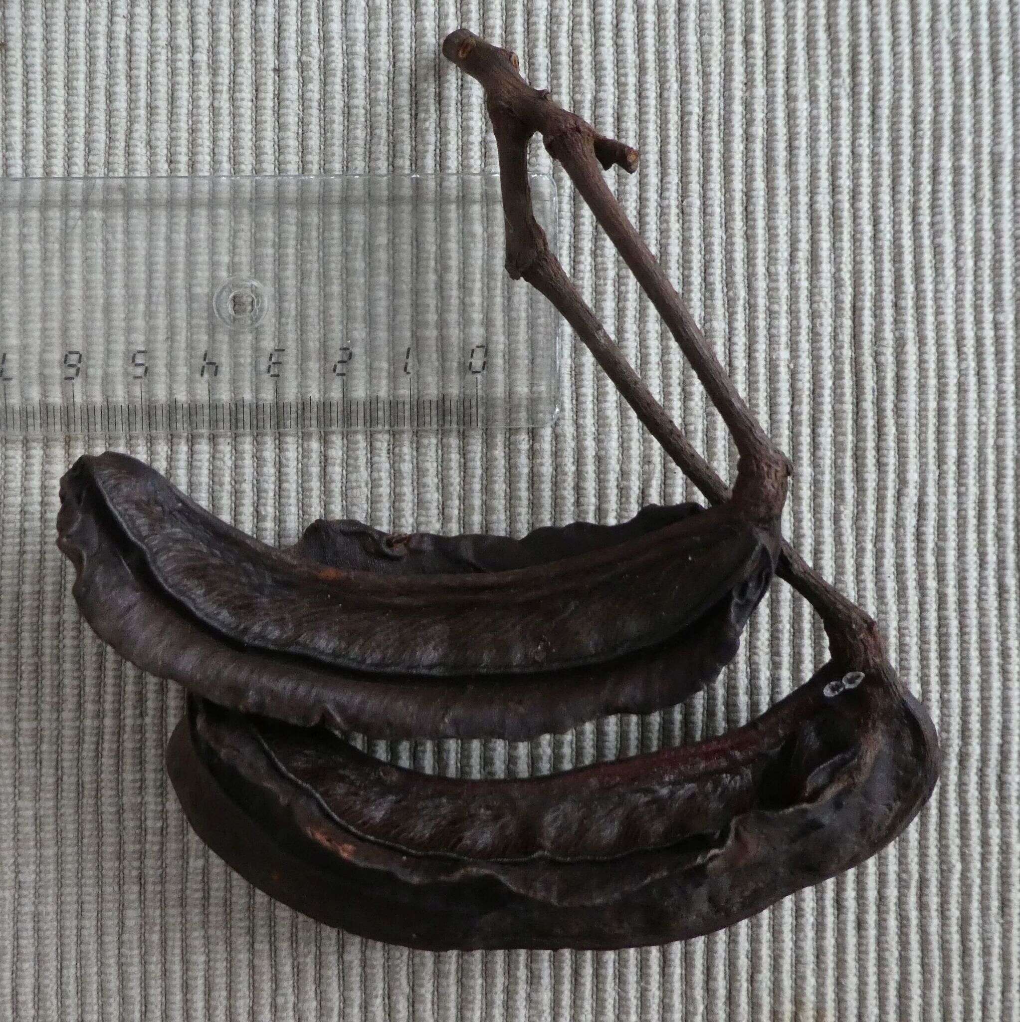 Image of Tetrapleura chevalieri (Harms) Baker fil.