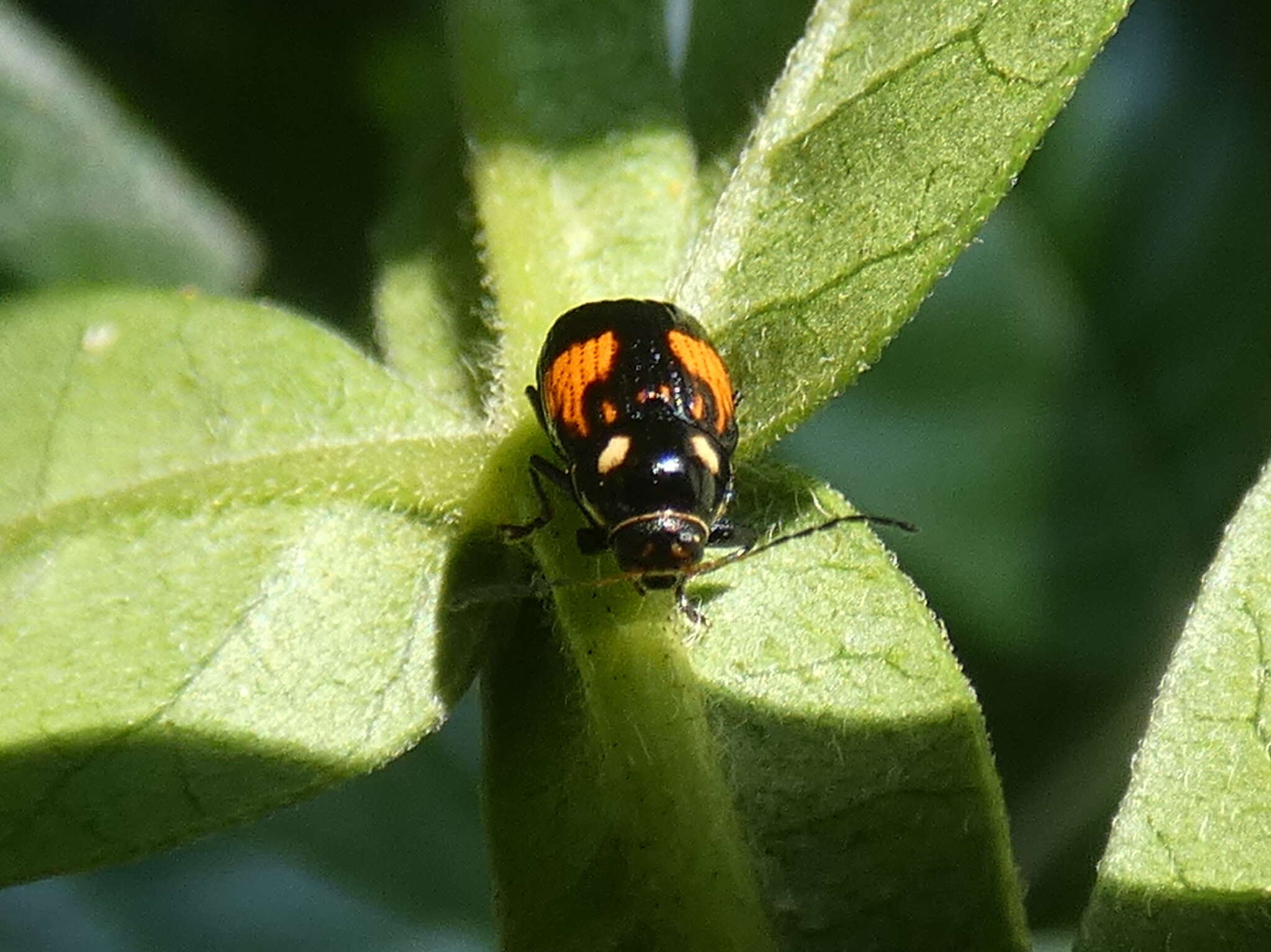 Image of Bassareus mammifer (Newman 1840)