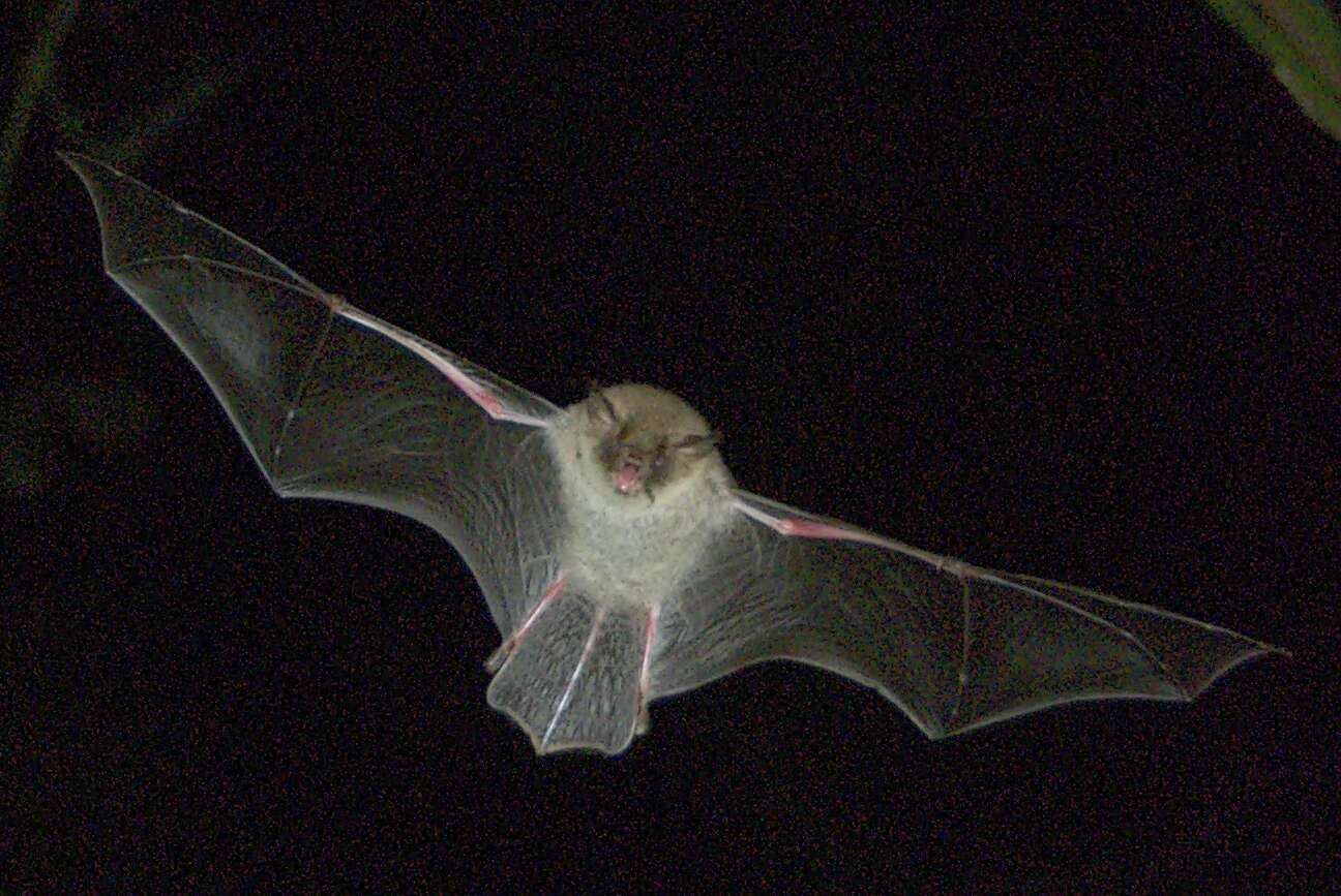 Image of Natterer's Bat