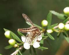 Image of <i>Marmasoma sumptuosum</i>