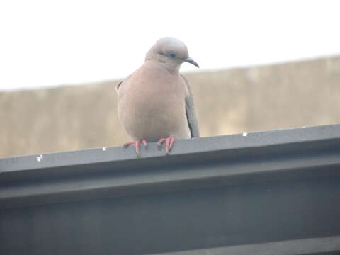 Image of Eared Dove