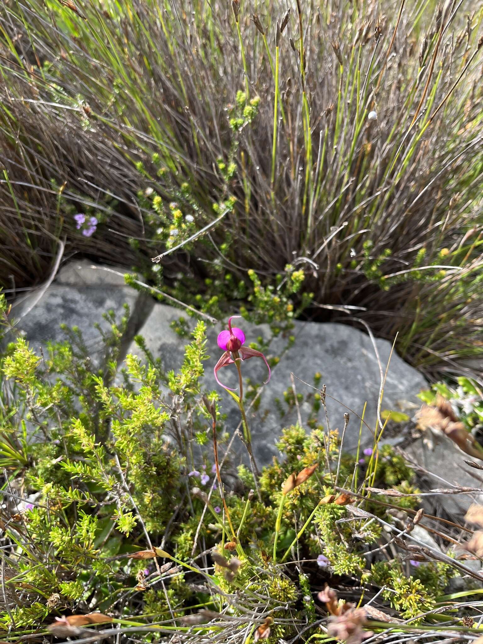 Image of Disperis capensis (L.) Sw.