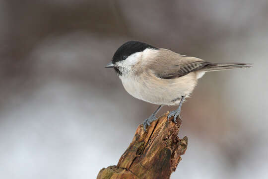 Imagem de Poecile palustris (Linnaeus 1758)