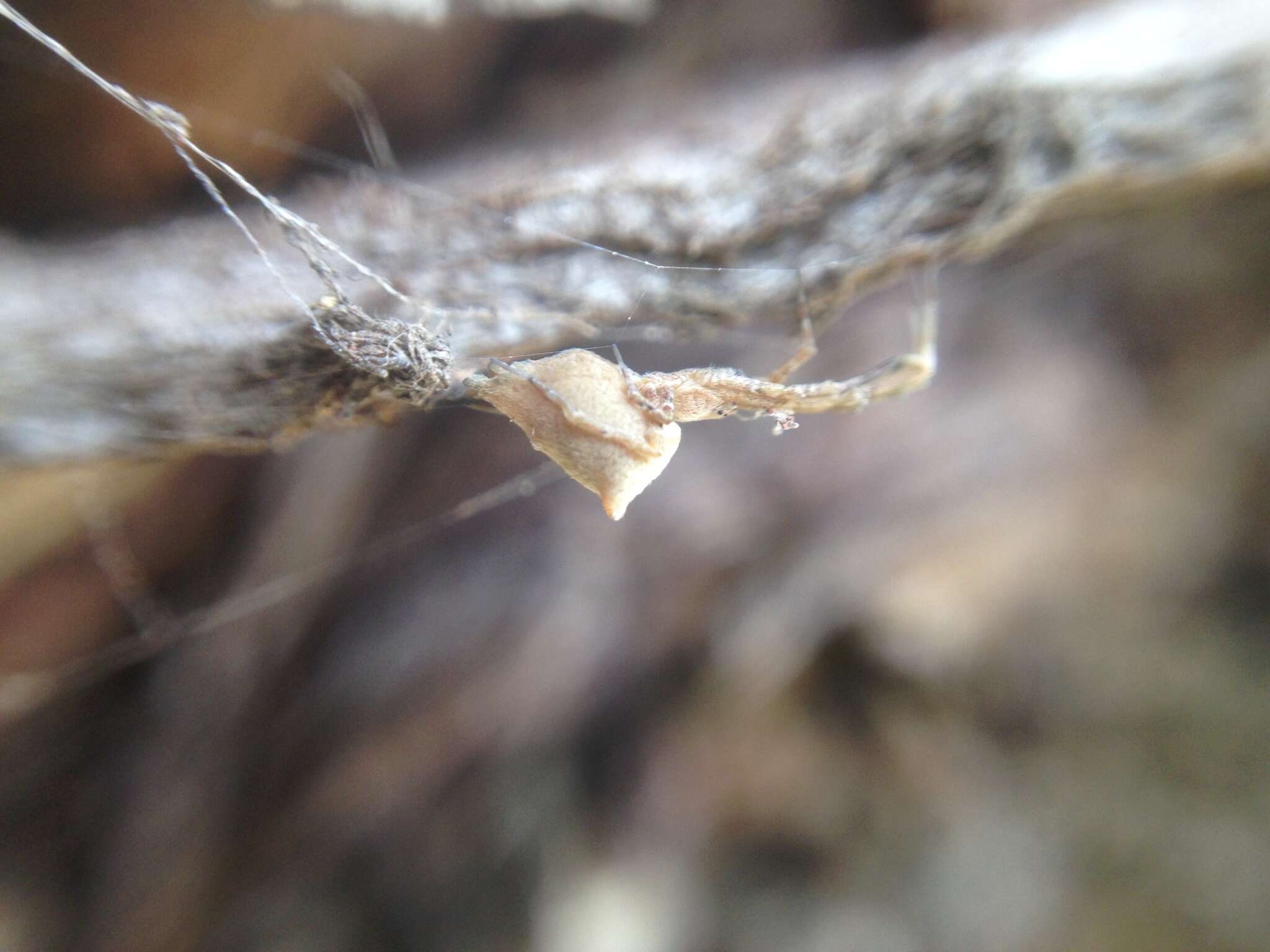 Image of Uloborus barbipes L. Koch 1872