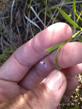 Image of Psoralea laxa T. M. Salter