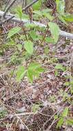 Image de Lonicera canadensis Bartr. ex Marsh.