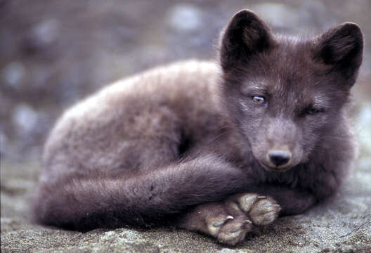 Image of Arctic Fox