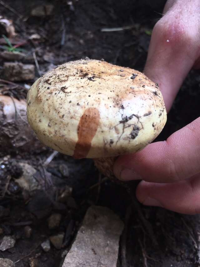 Image of Paxillus obscurisporus C. Hahn 1999