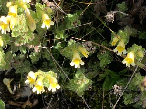 Imagem de Euphrasia nankotaizanensis Yamam.