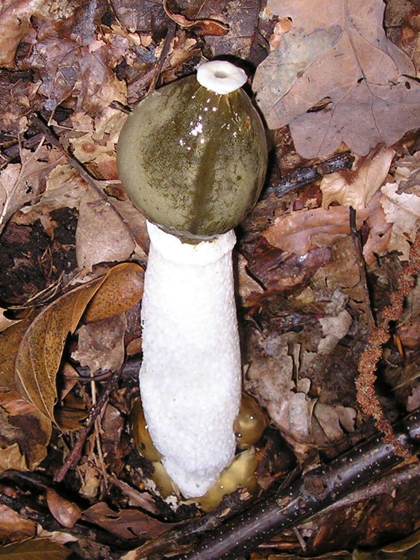 Image of Stinkhorn