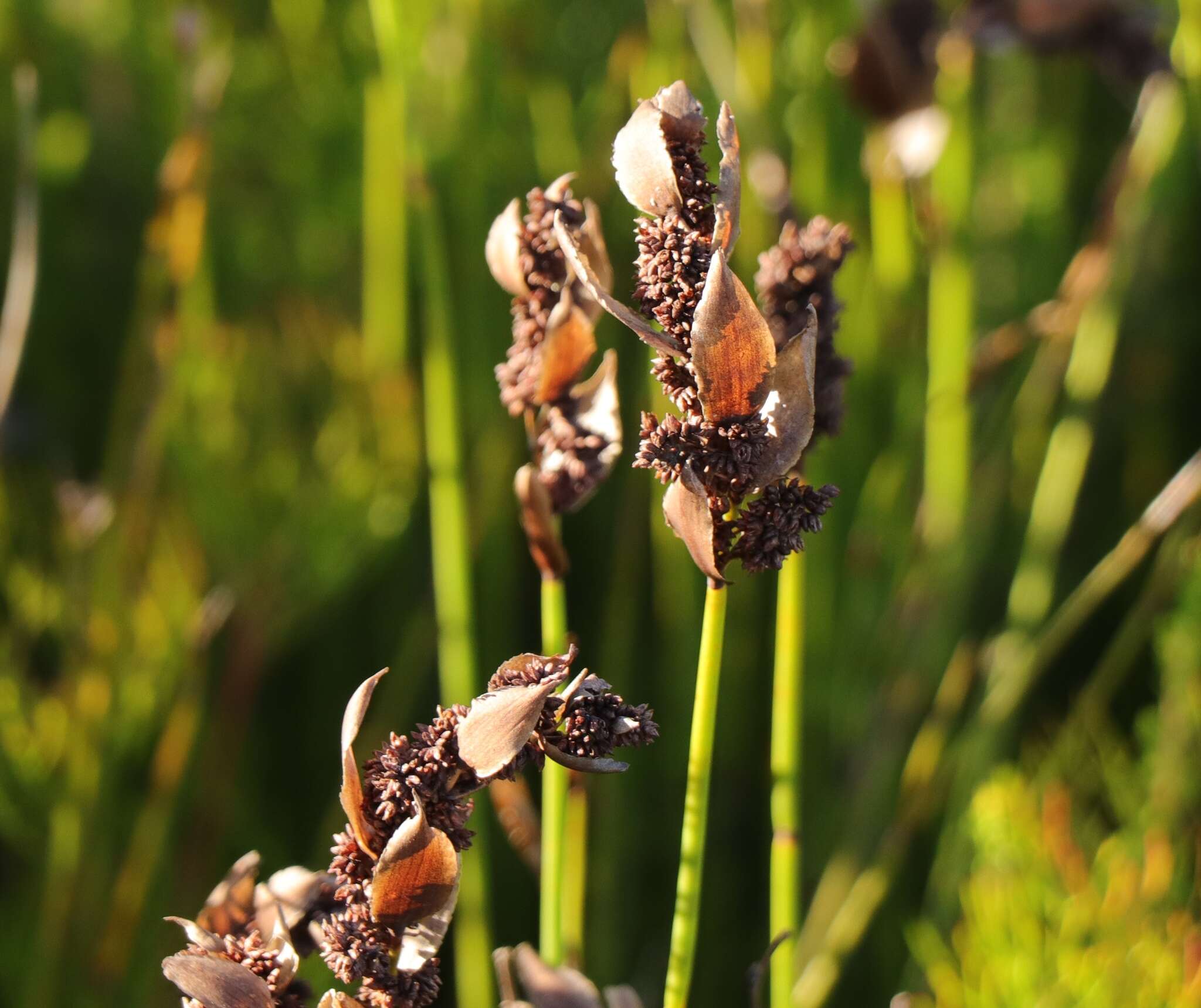 Image of Elegia juncea L.