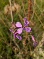 Imagem de Moricandia moricandioides (Boiss.) Heywood