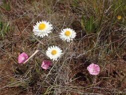 Image of Leucochrysum albicans subsp. tricolor (DC.) N. G. Walsh