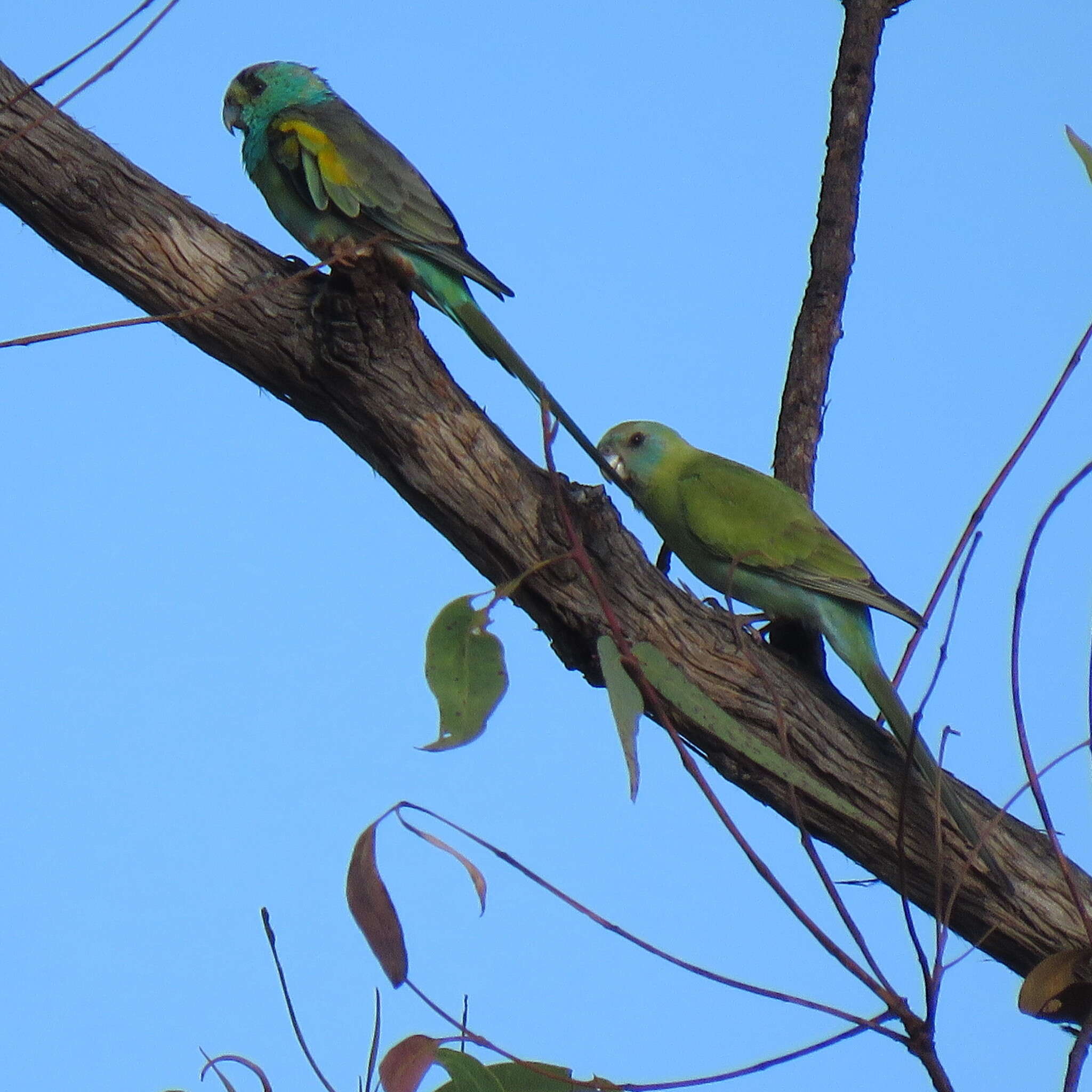 Image of Golden-shouldered Parrot