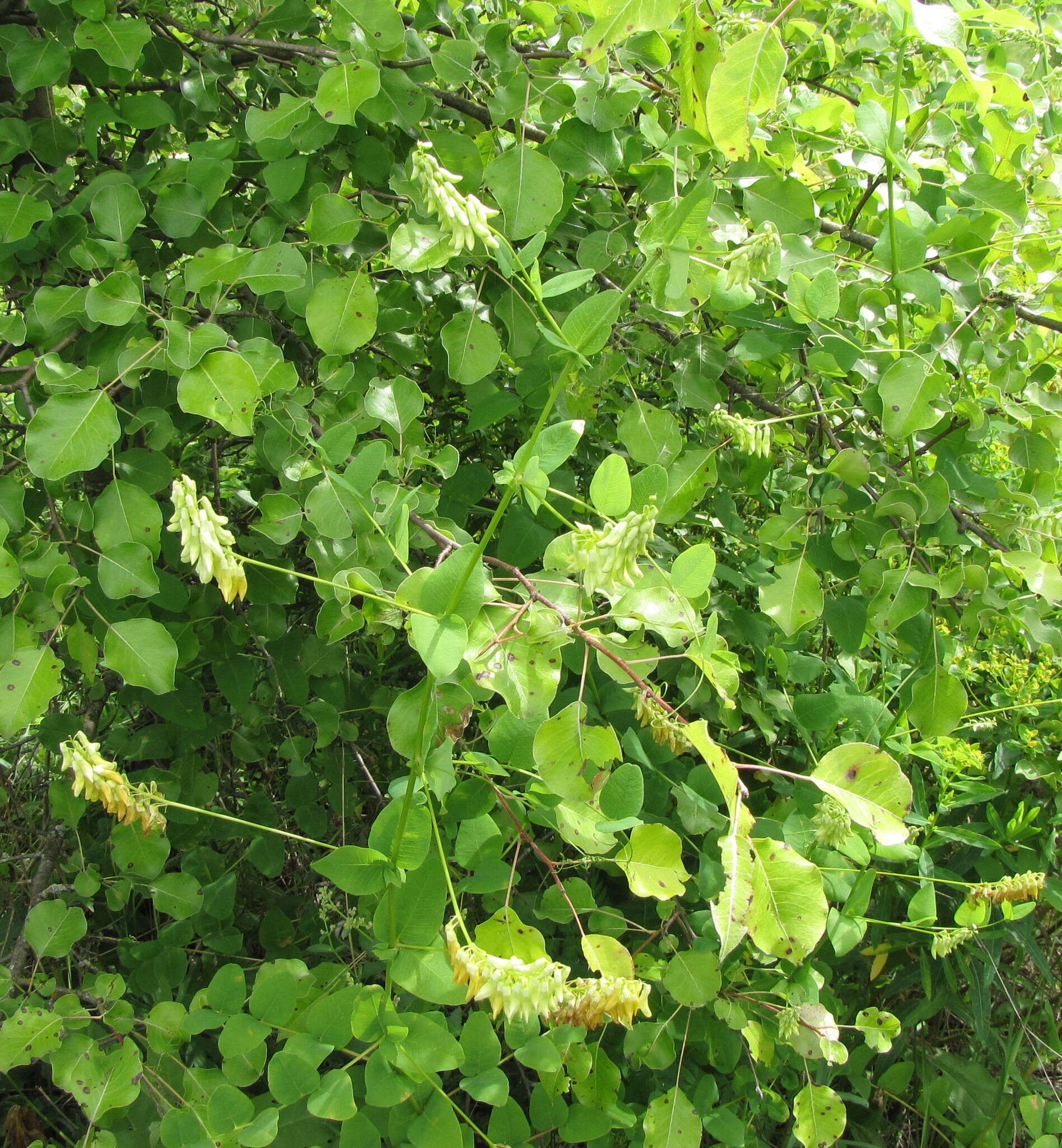 Imagem de Vicia pisiformis L.