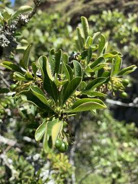 صورة Pavetta gardeniifolia Hochst. ex A. Rich.