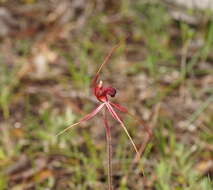 Caladenia formosa G. W. Carr的圖片