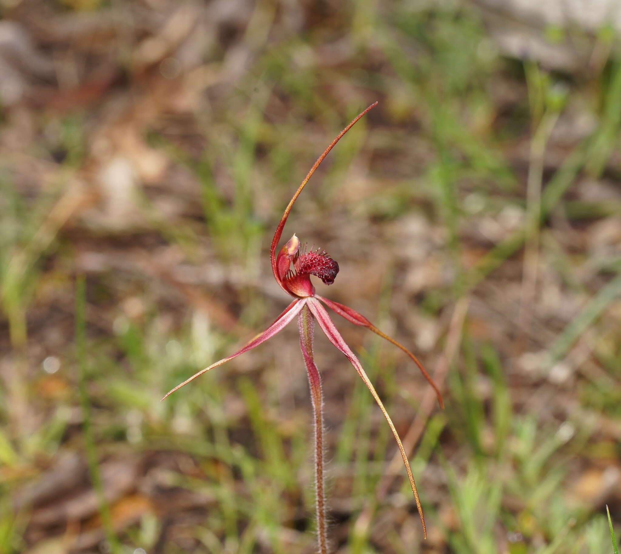 Caladenia formosa G. W. Carr的圖片