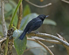 Image of Black Flower-piercer