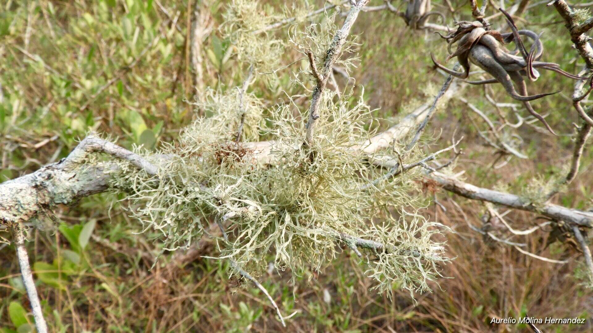 Image of cartilage lichen