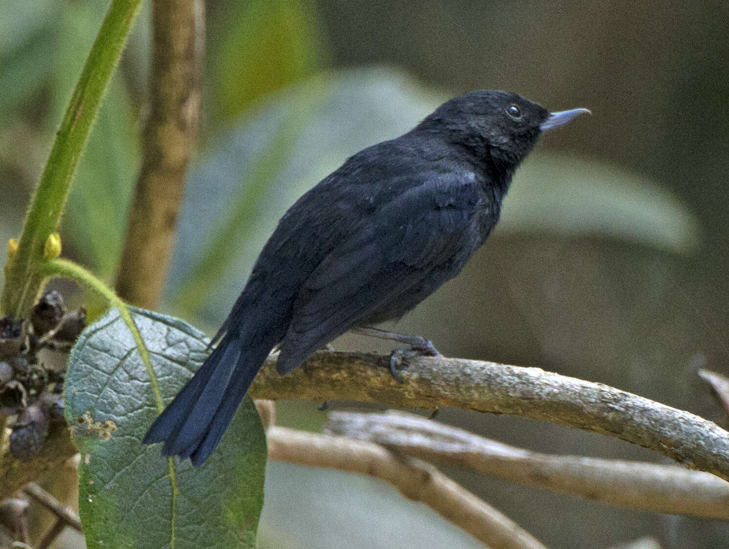 Image of Black Flower-piercer