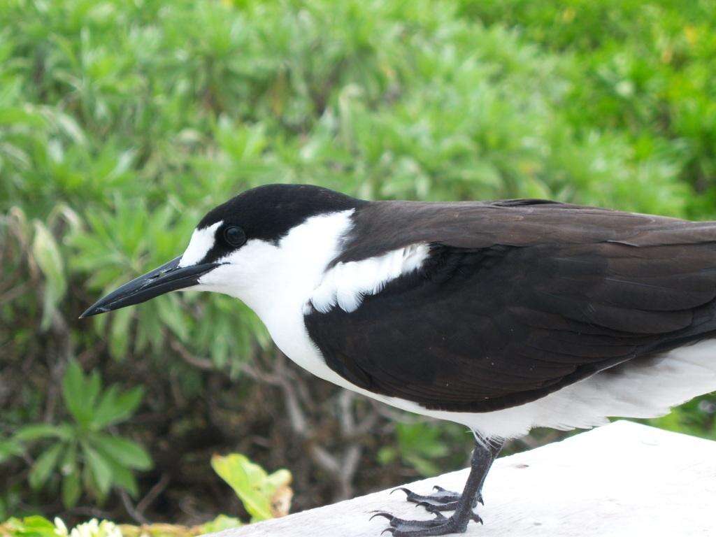 Image of Sooty Tern