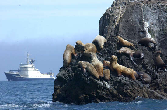 Image of northerns sea lions