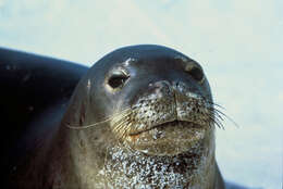 Image of Hawaiian Monk Seal