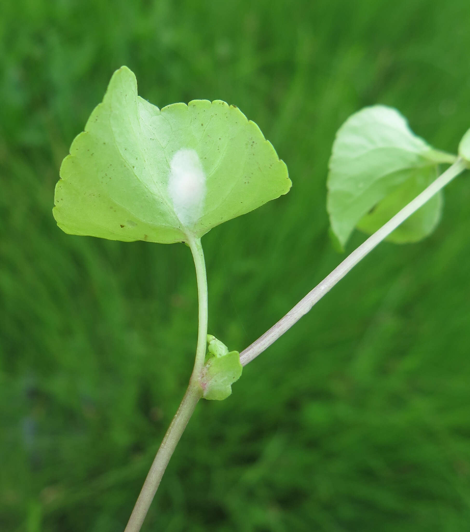 Image of Viola arcuata subsp. amurica (W. Becker) Y. S. Chen