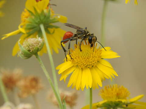 Image of Mud dauber