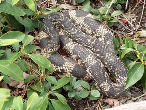 Image of Pituophis melanoleucus melanoleucus (Daudin 1803)