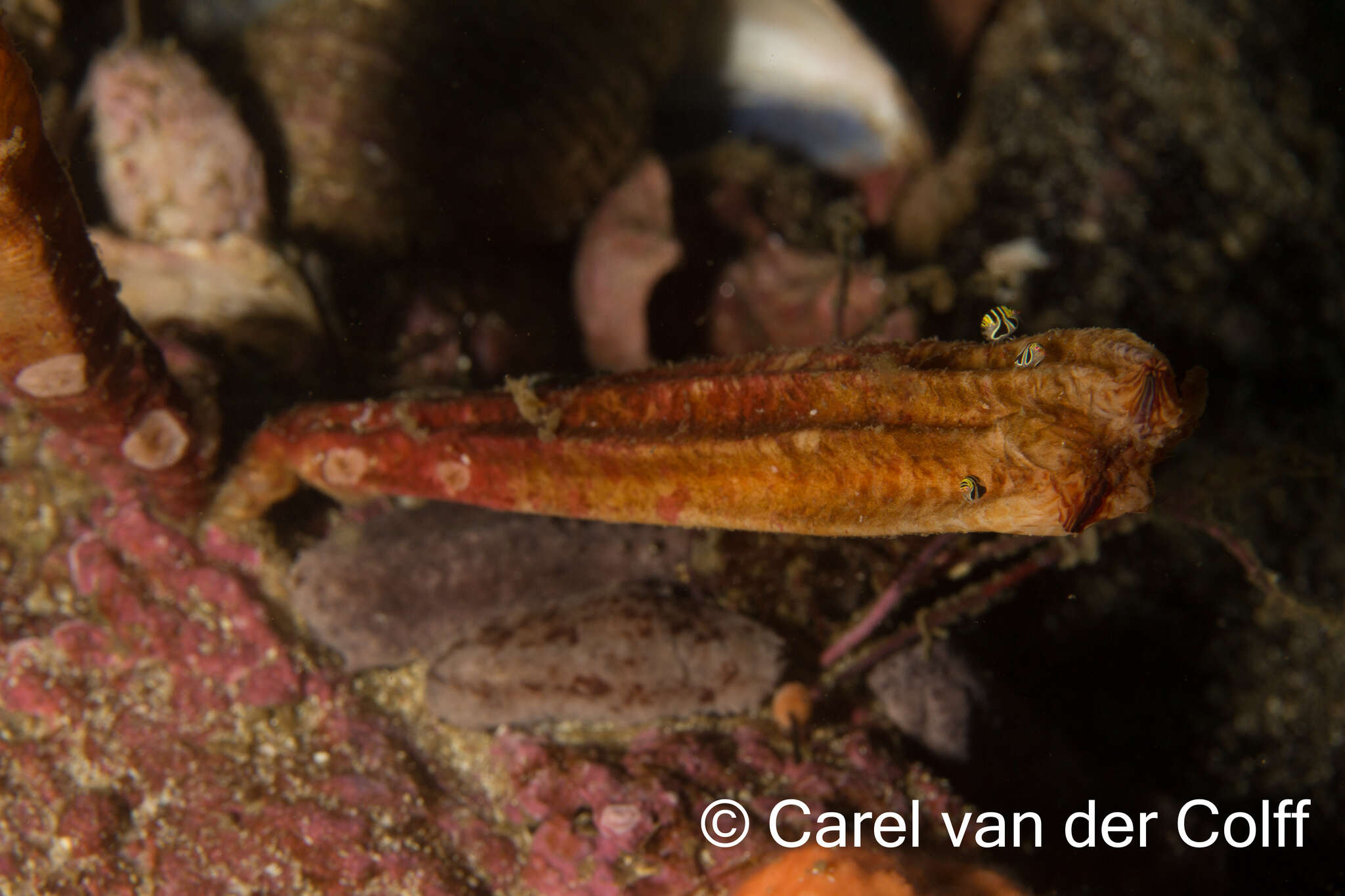 Image of angular ascidian