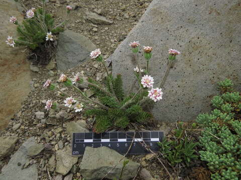 Leucheria millefolium Dusen & Skottsb. resmi