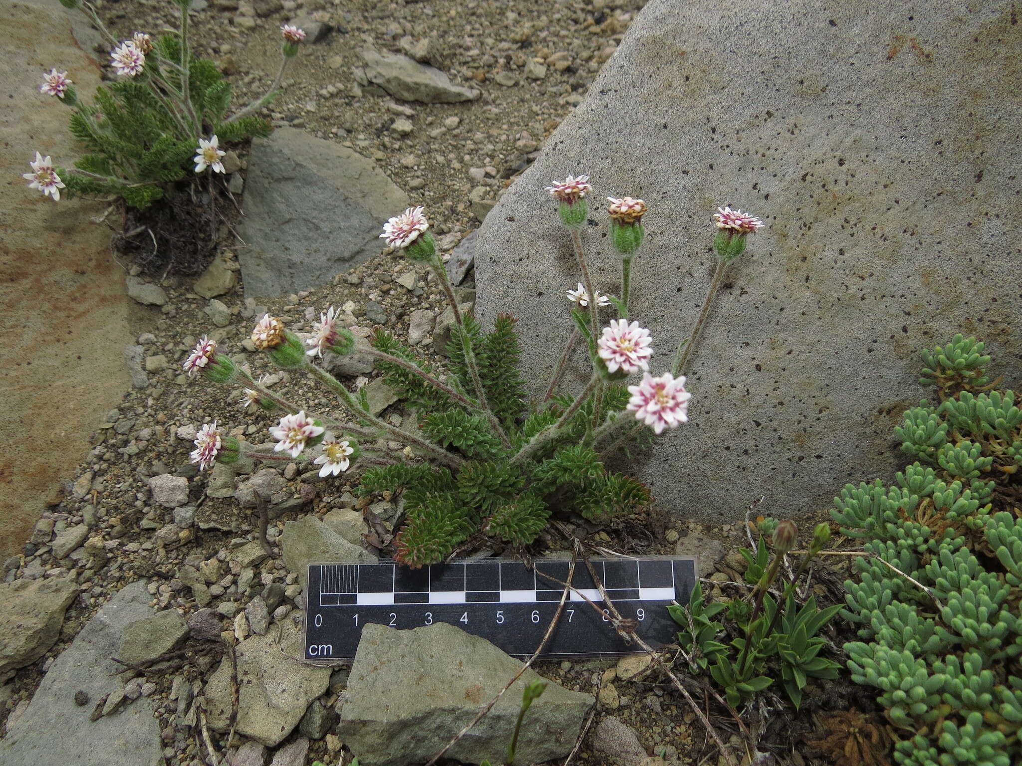 Image of Leucheria millefolium Dusen & Skottsb.