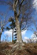 Image of Japanese Beech