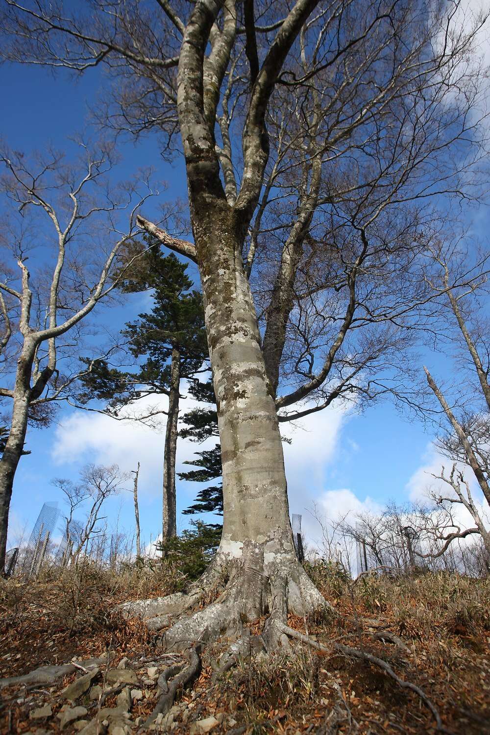 Image of Japanese Beech