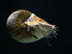 Image of chambered nautilus