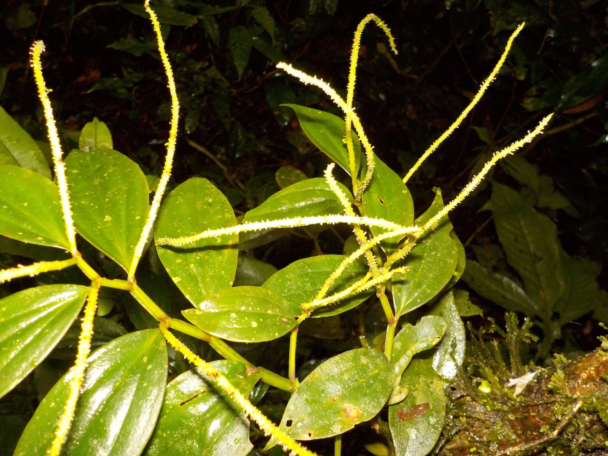 Image of winged peperomia