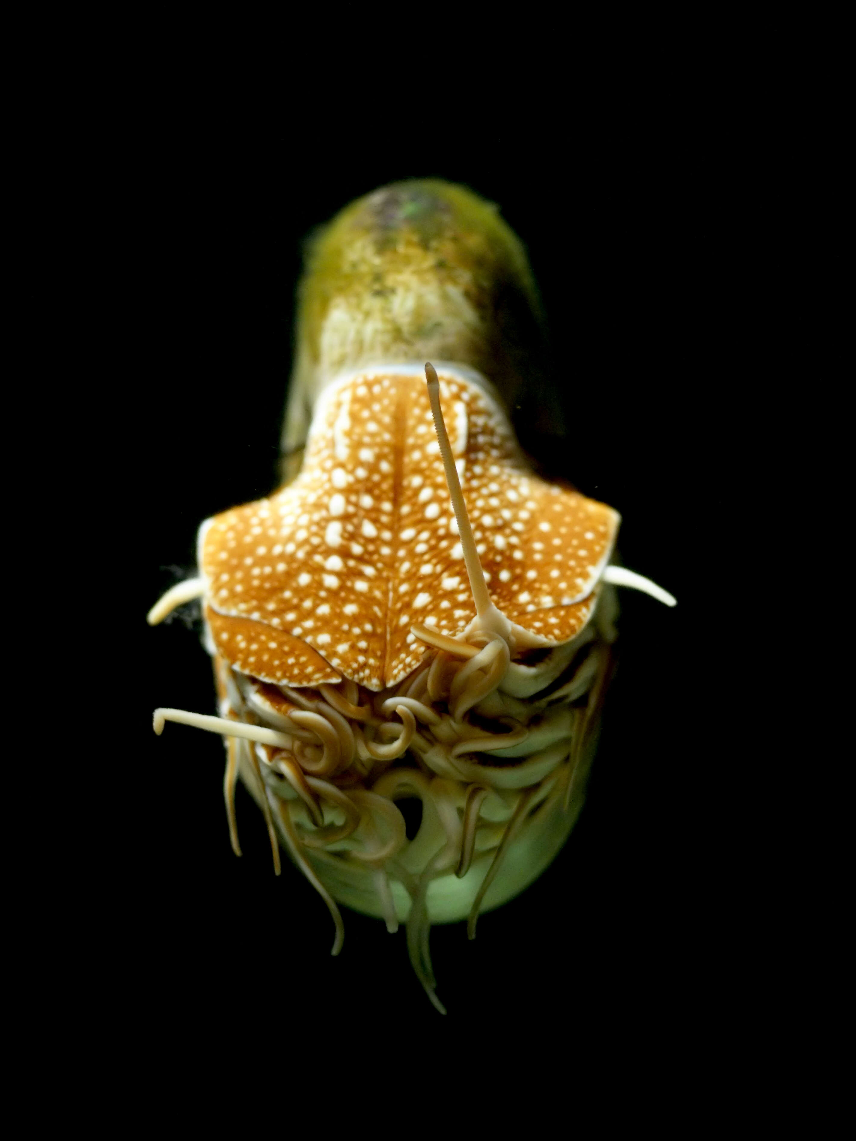 Image of chambered nautilus