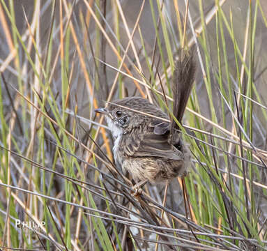 Image of Mallee Emu-wren