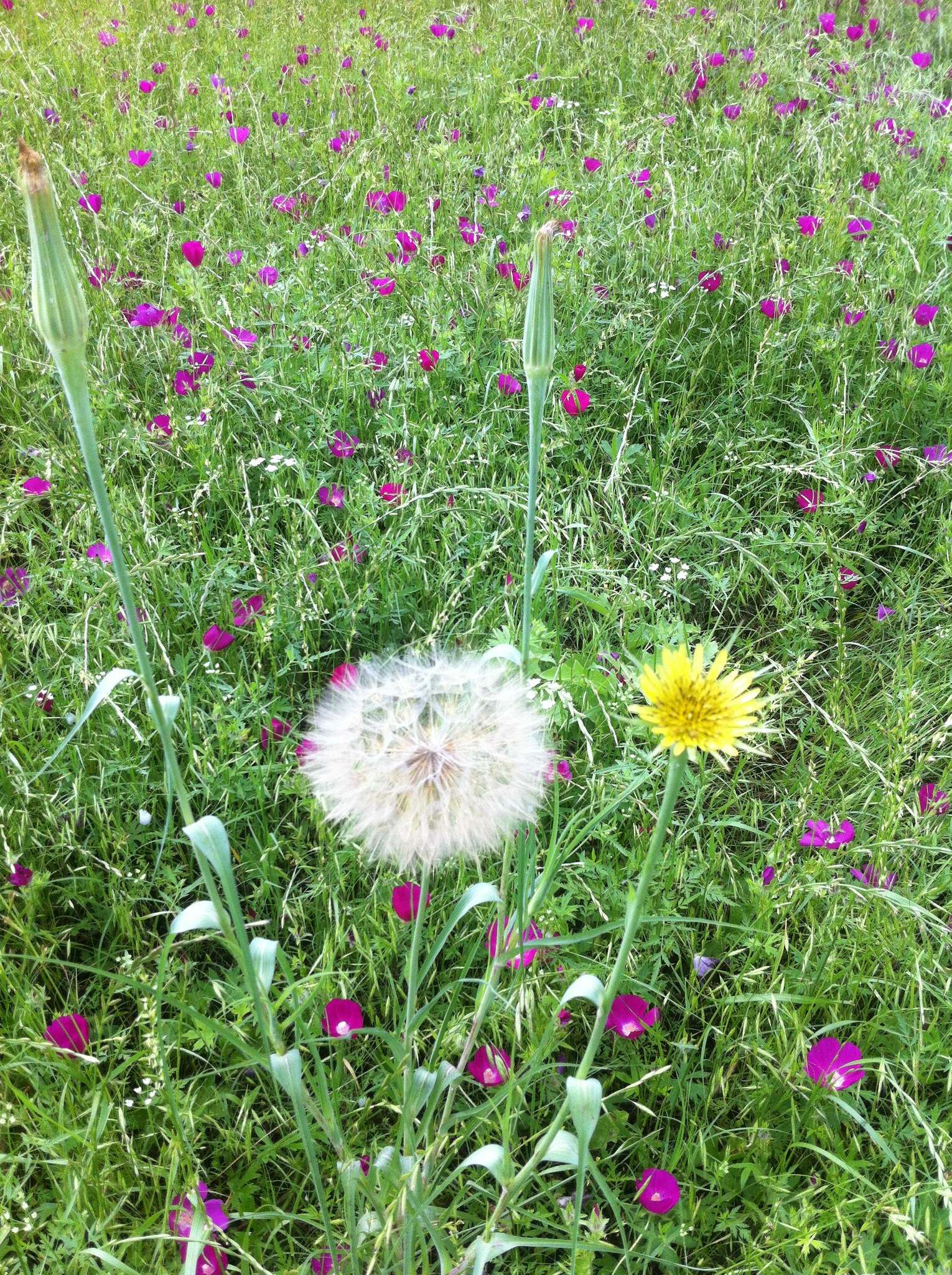 Image of yellow salsify