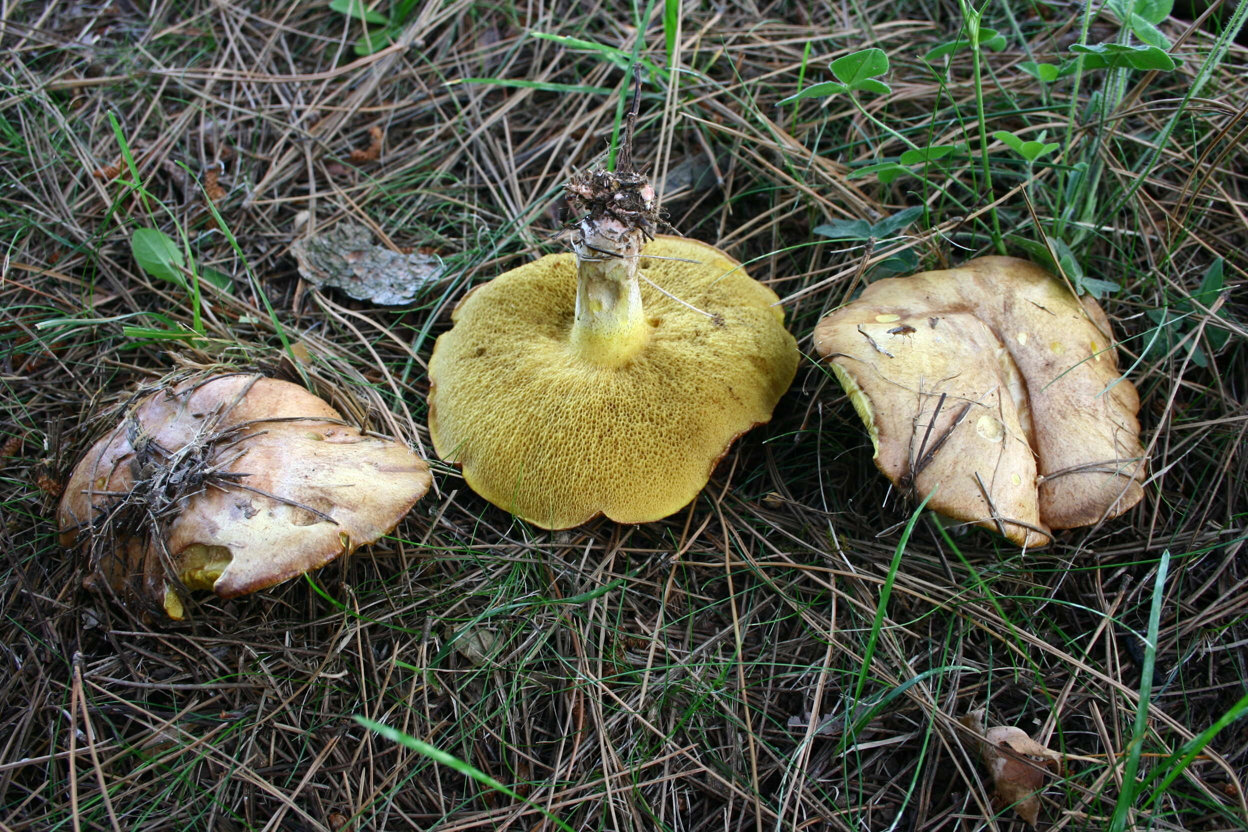 Image of Suillus collinitus (Fr.) Kuntze 1898