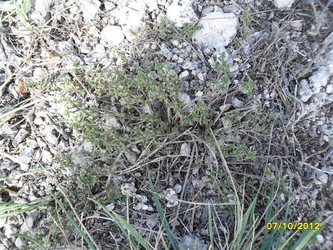 Image of Thymus bashkiriensis Klokov & Des.-Shost.