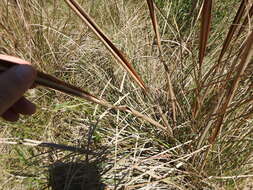 Image of Saccharum angustifolium (Nees) Trin.