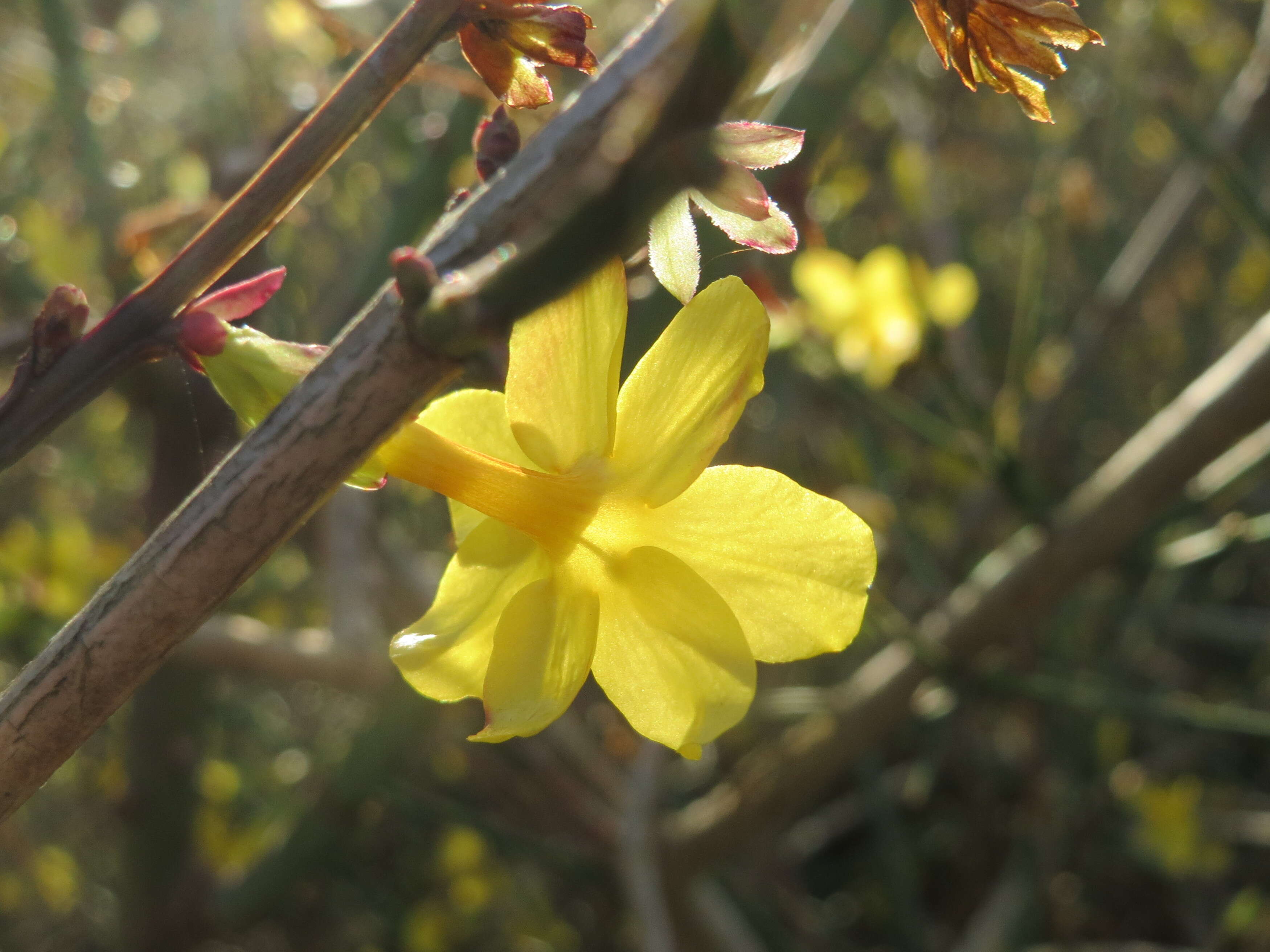 Image of winter jasmine