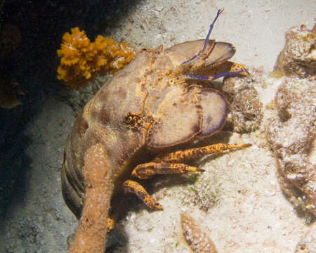 Image of French lobster