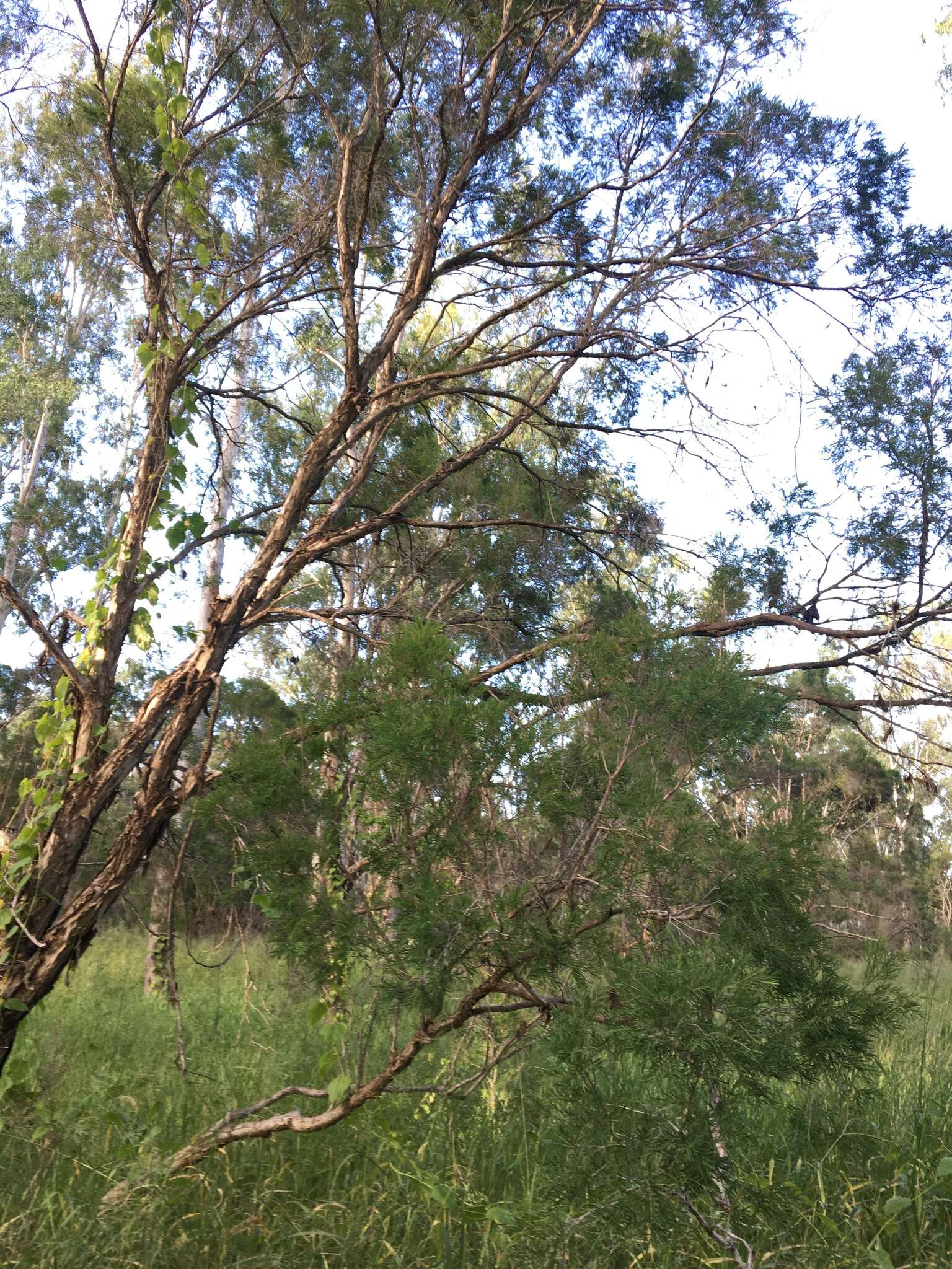 Image de Melaleuca trichostachya Lindl.